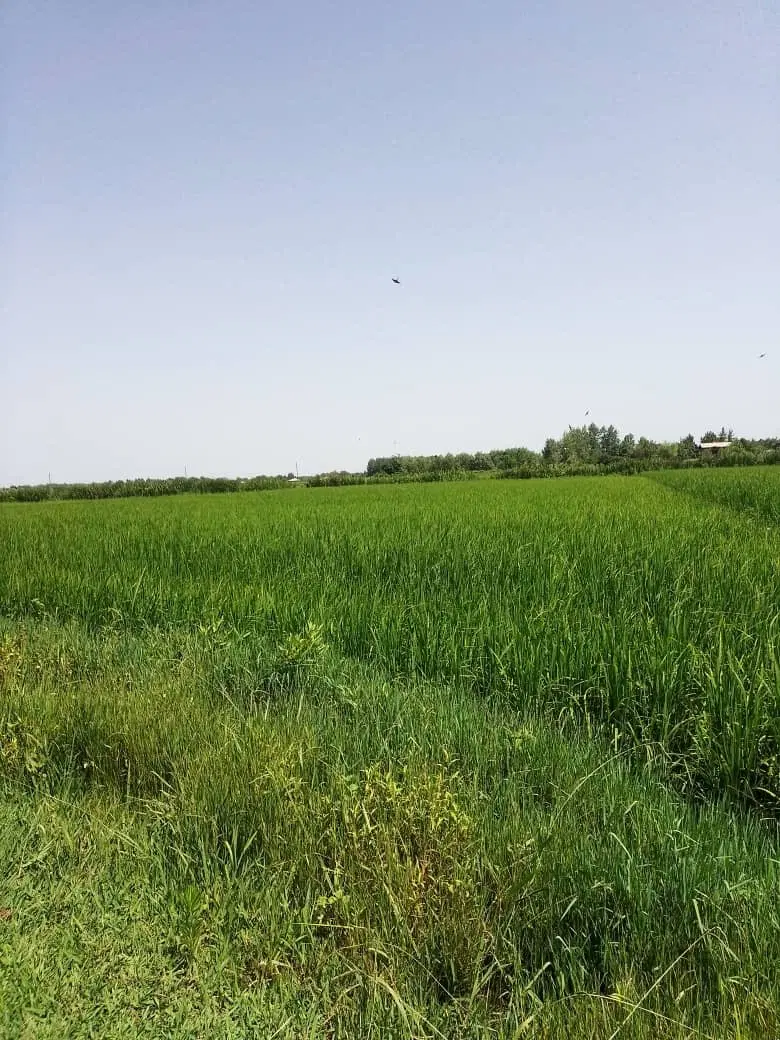 زمین شالیزار