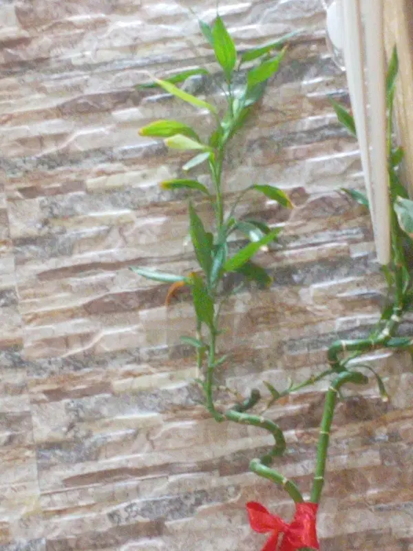 خانه باغ با باغ خوب  با متراژ پایین بصورت اقساطی