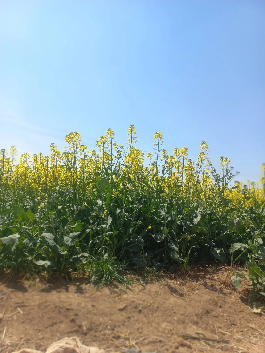 زمین کشاورزی برای گویجه و خیار و کلم