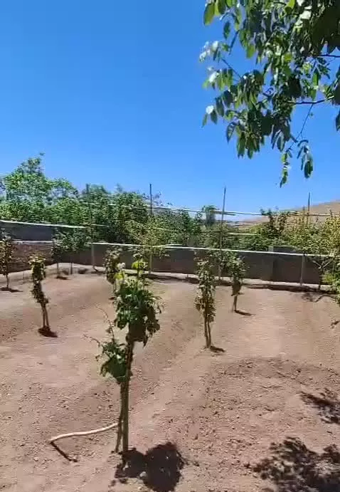 باغ مشجر طرق رود