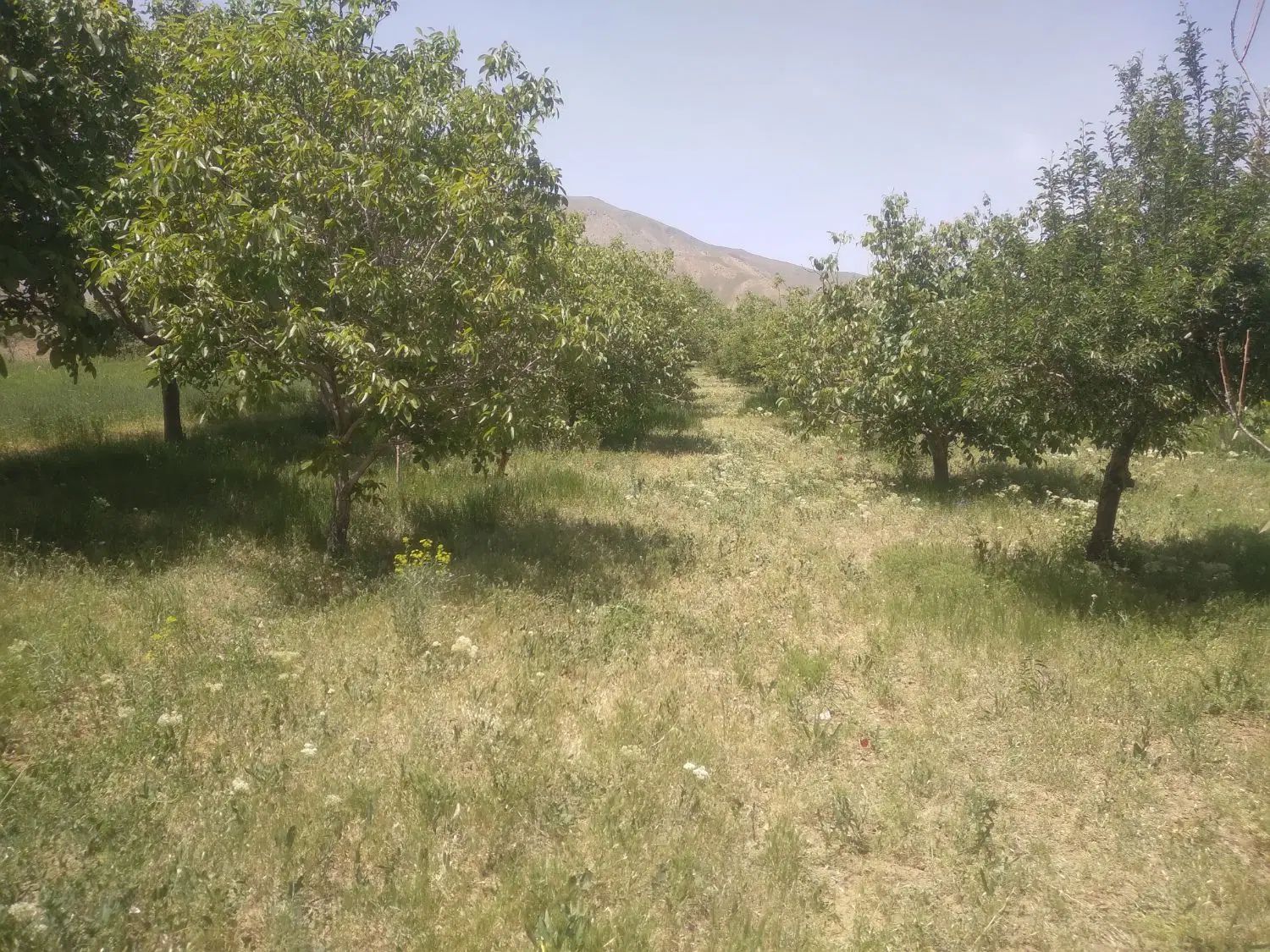 باغ در آستانه
