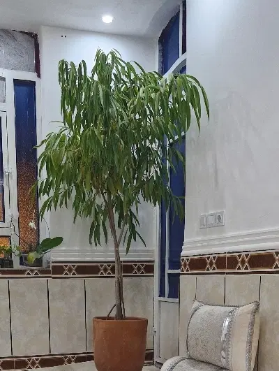 اجاره خونه ویلایی