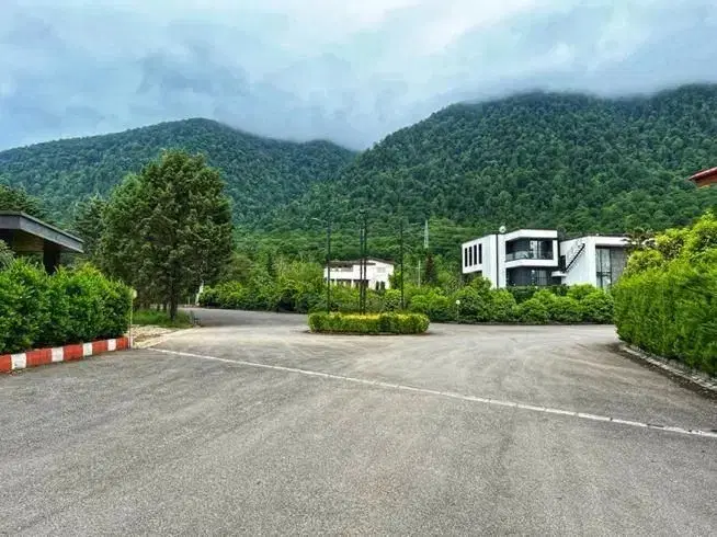زمین چسب جنگل تک برگ