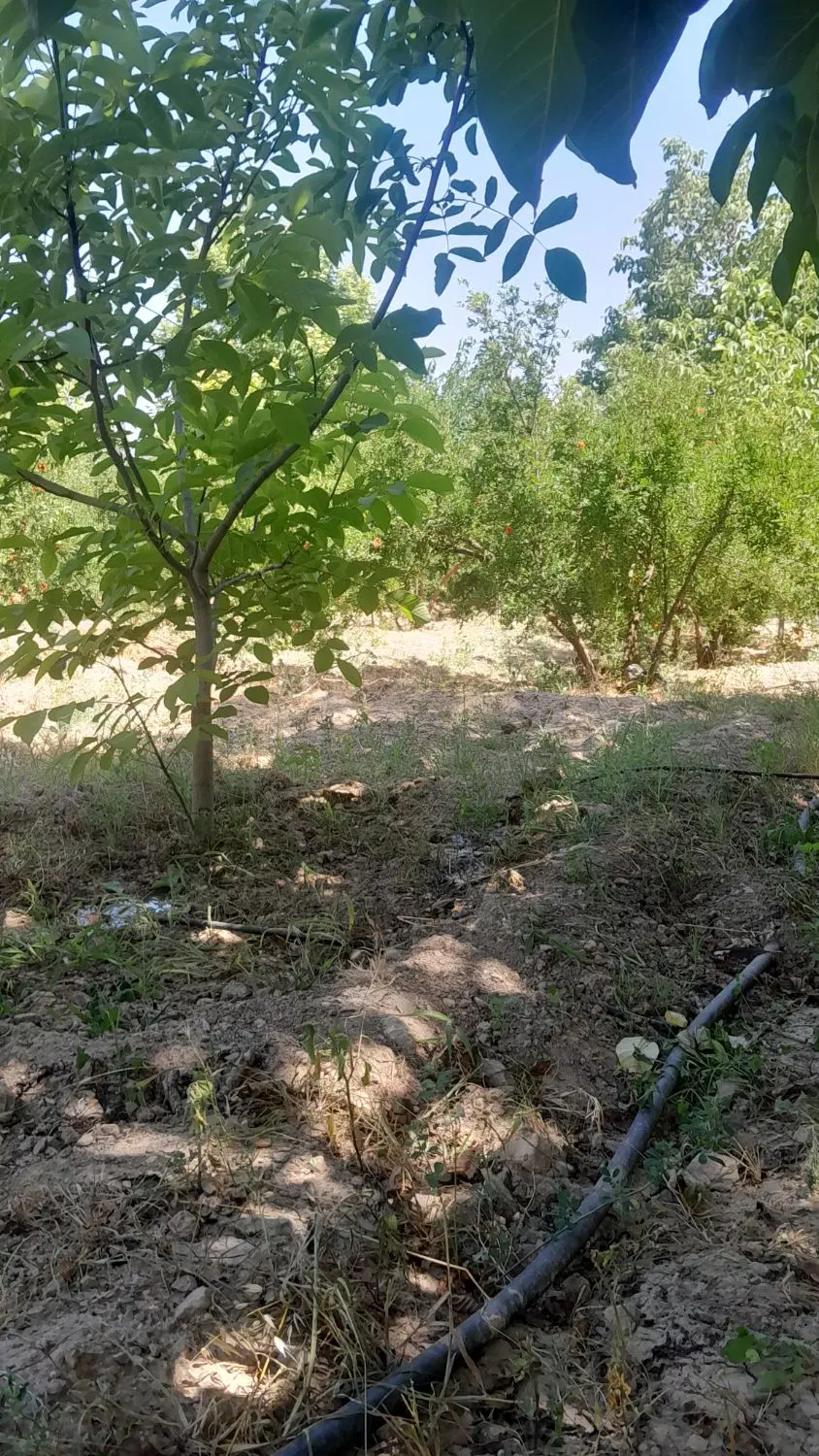 باغ هزار متری فاروق