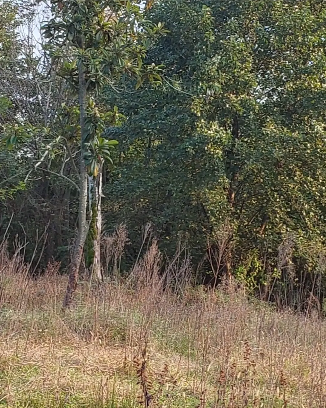 ۳۹۰ متر زمین باغی مسکونی