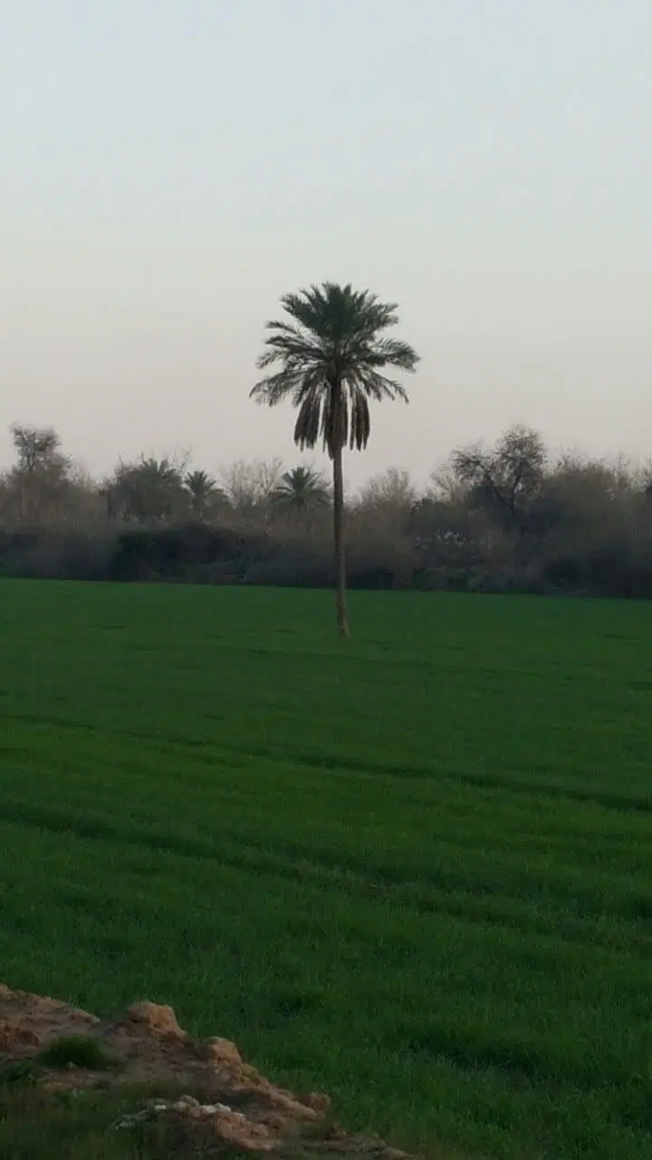 اجاره ۱۶هکتارزمین شوشتر