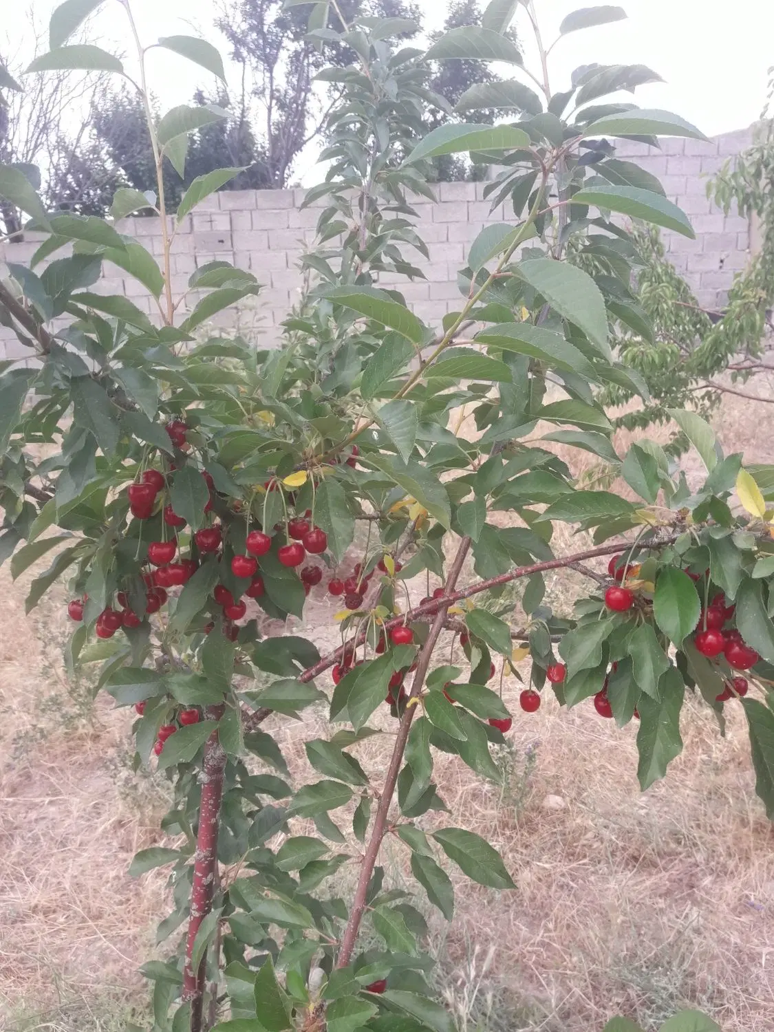 فروش زمین ویلایی در محله کلاواتان زرنق شهرک خاوران