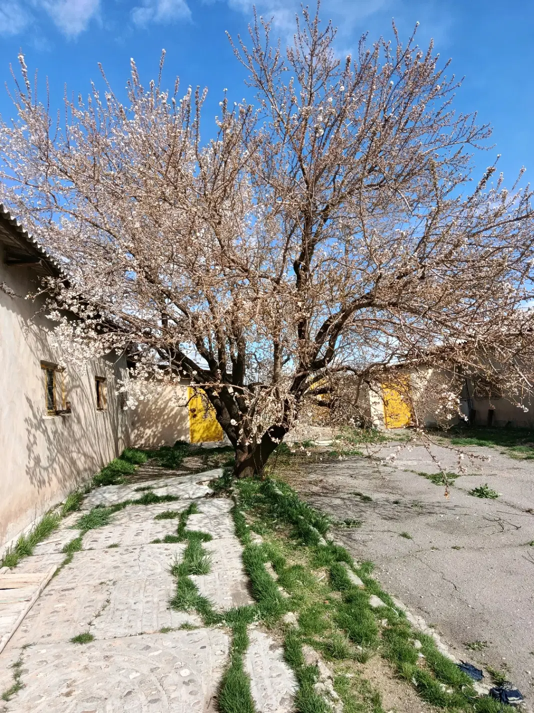 اجاره