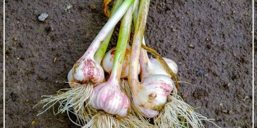 بله