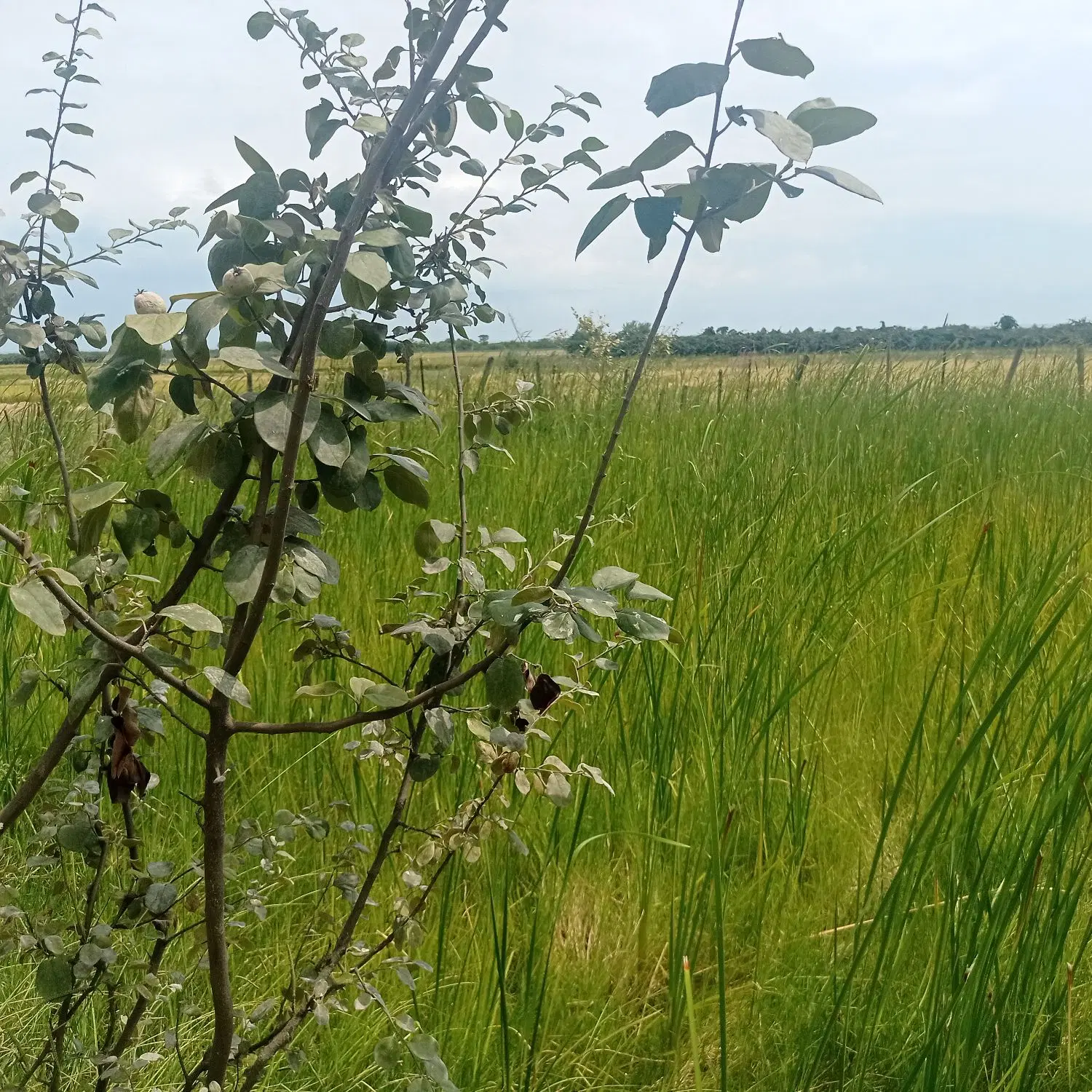 مشاور املاک کامرانی