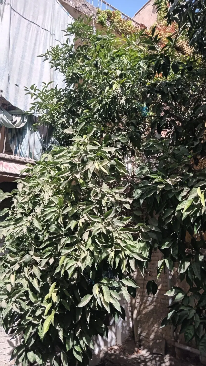 حیاط ویلایی ۶۰ م بر خیابان