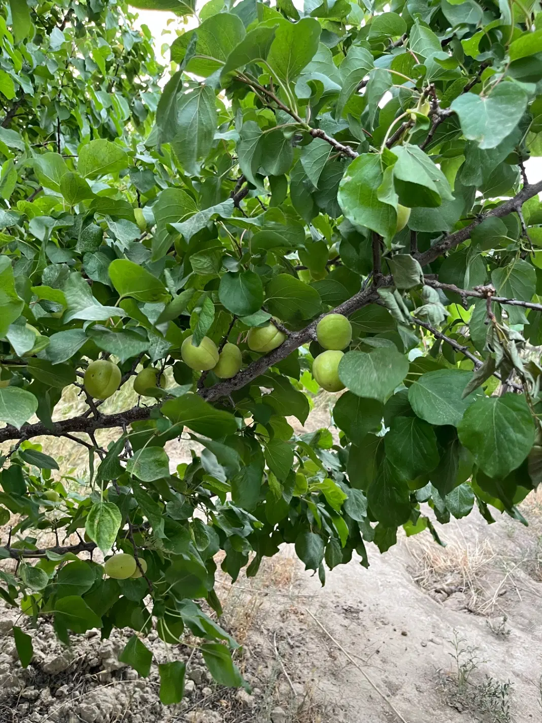 ۶۰۰مترباغ  دارای اب اصغراباد