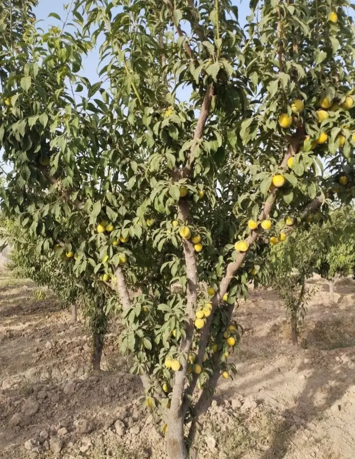 باغچه ۵۰۰متری بادرختان مثمر