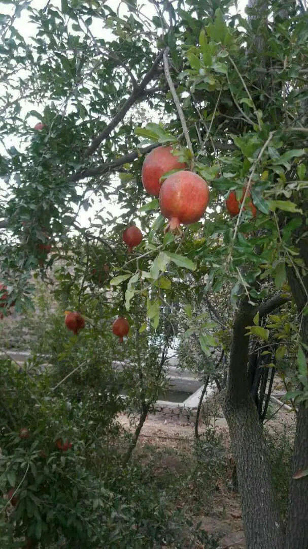 باغچه ۳۵۰متری اطراف قم کاشان