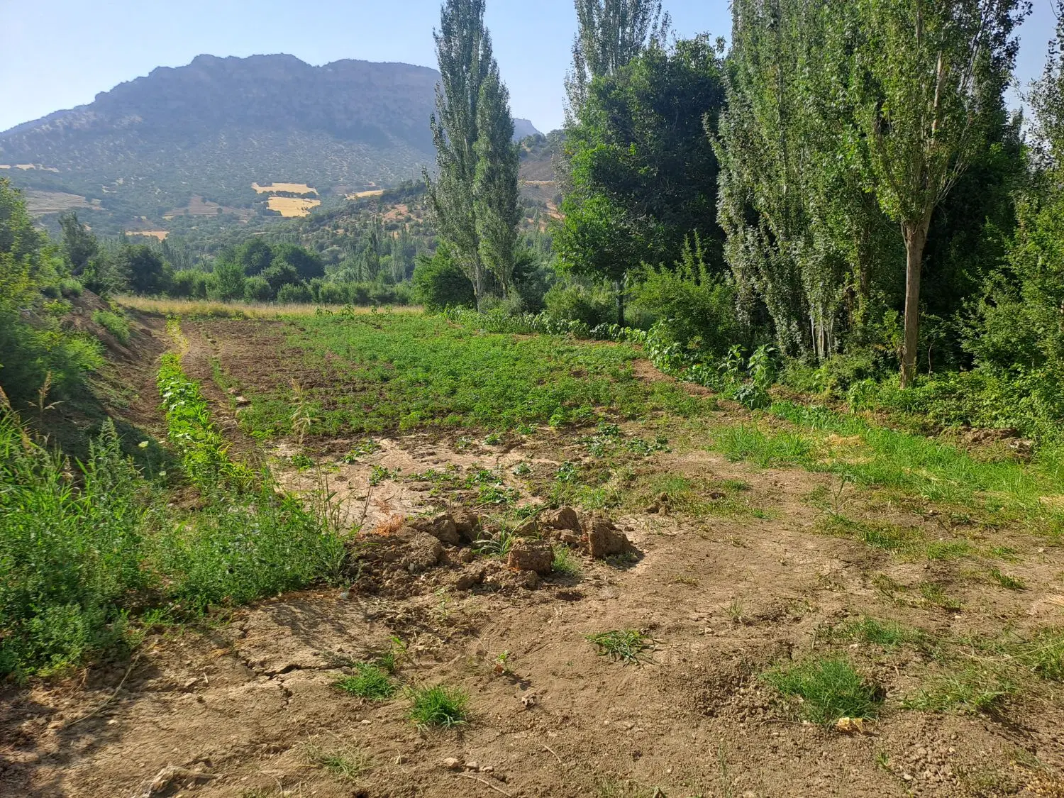زمین  برای گوجه فرنگی در نزدیک باغات گهواره