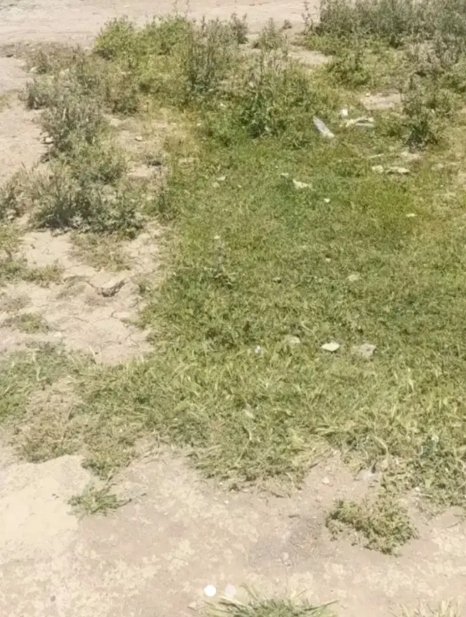 زمین ماسور نیلوفر
