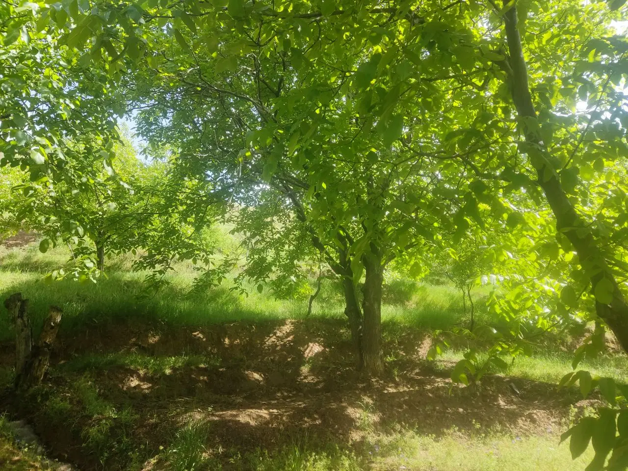 باغ دنج