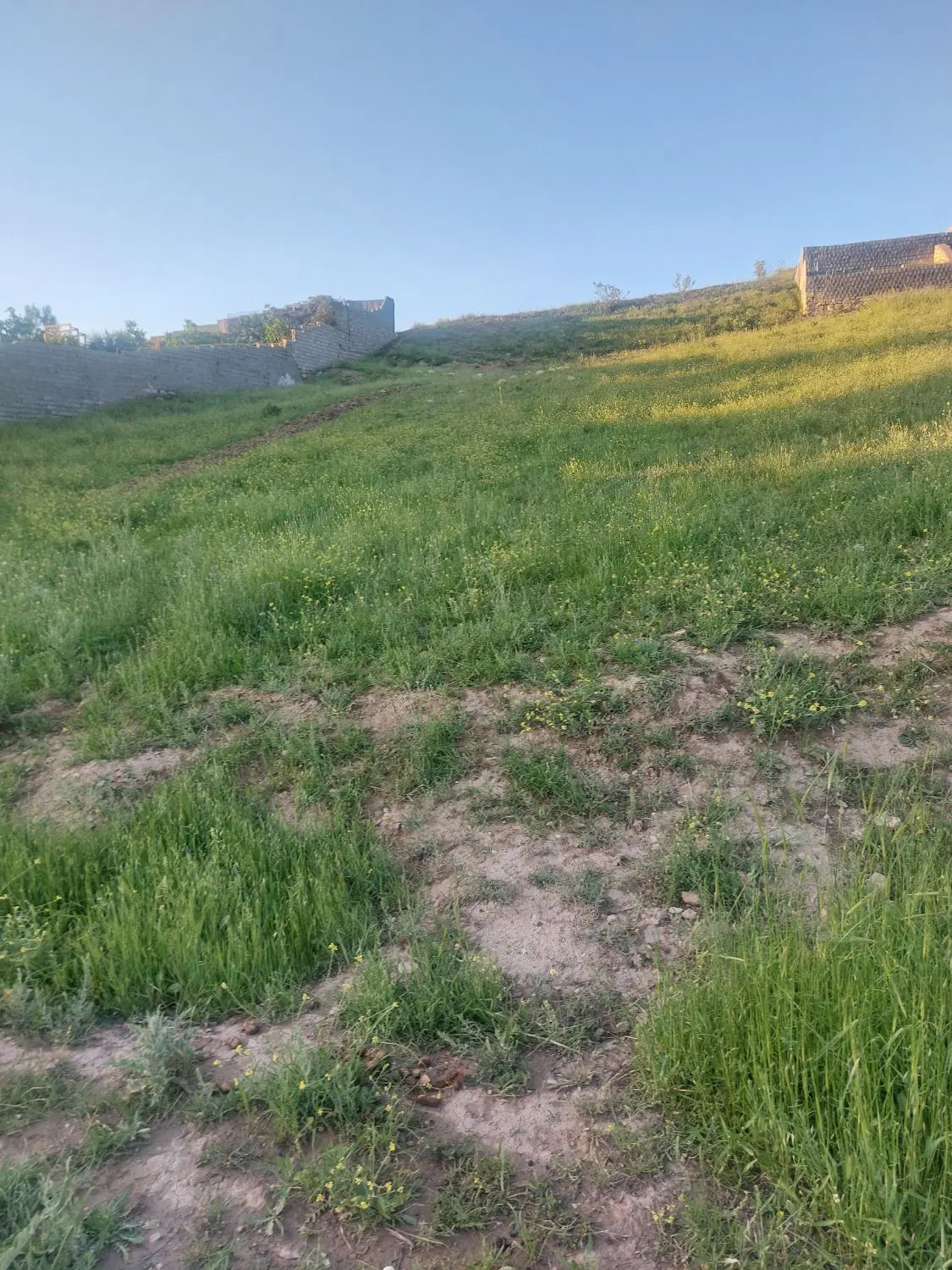 زمین باغی در روستای توت