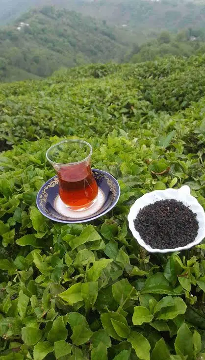 باغ چای فوق العاده بر جاده اصلی