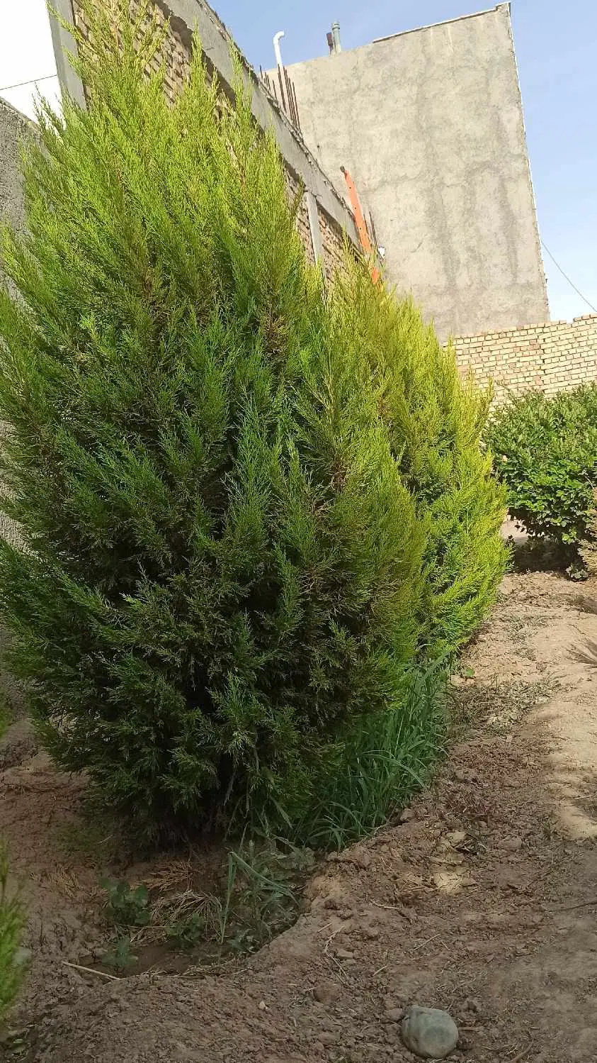 باغچه 220مترروستای طارندبالا