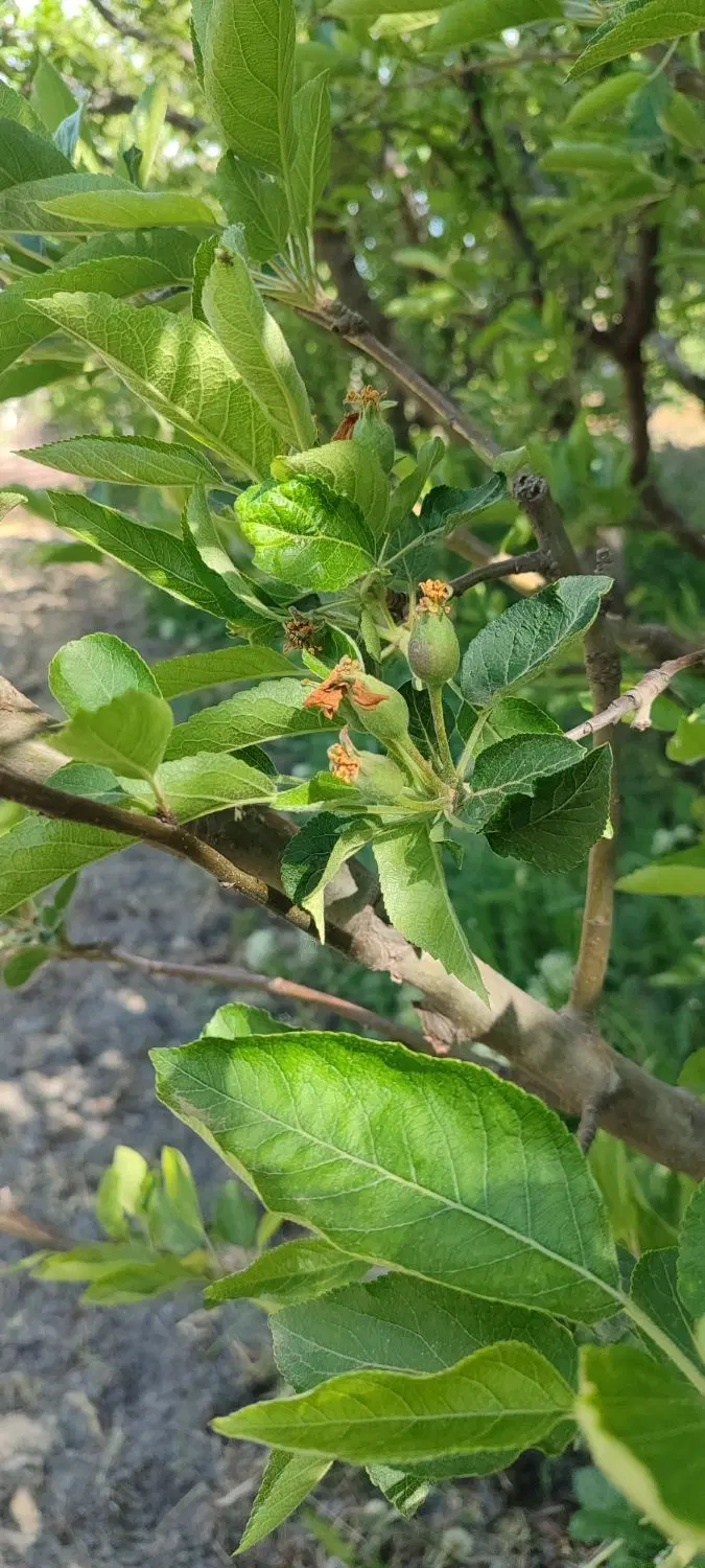 باغچه