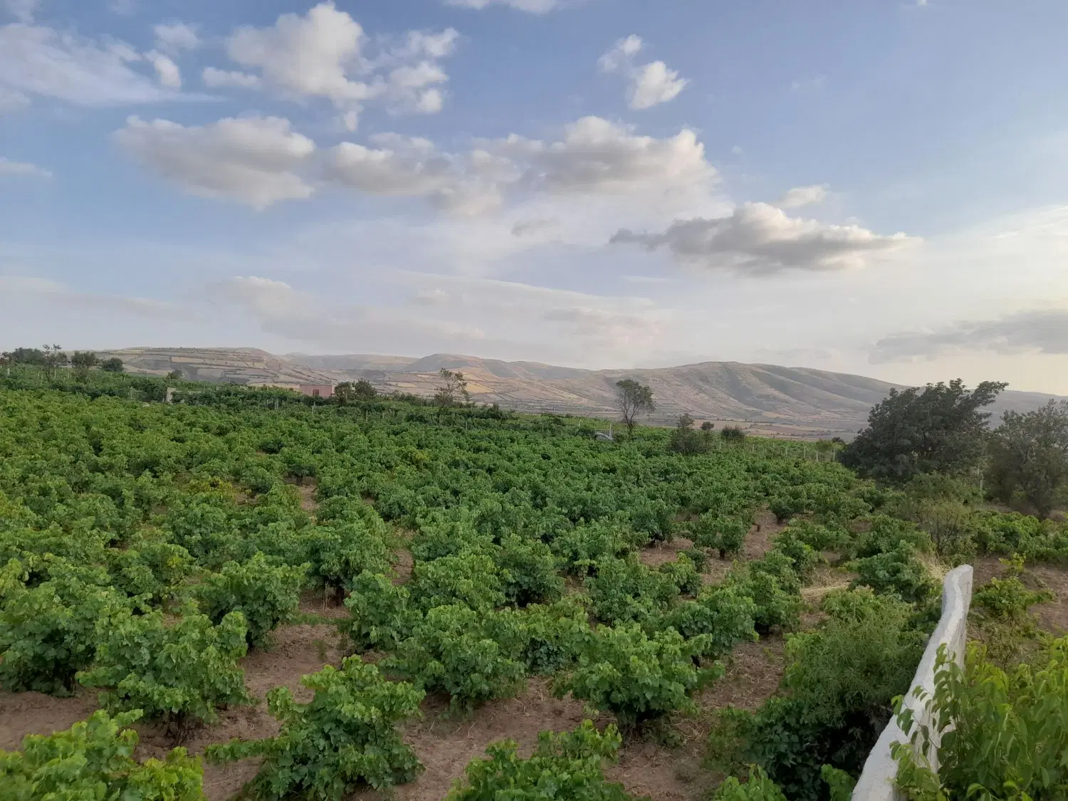 باغ ویلا