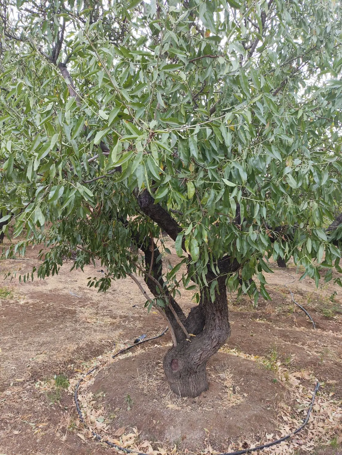 باغ باغ 300متری