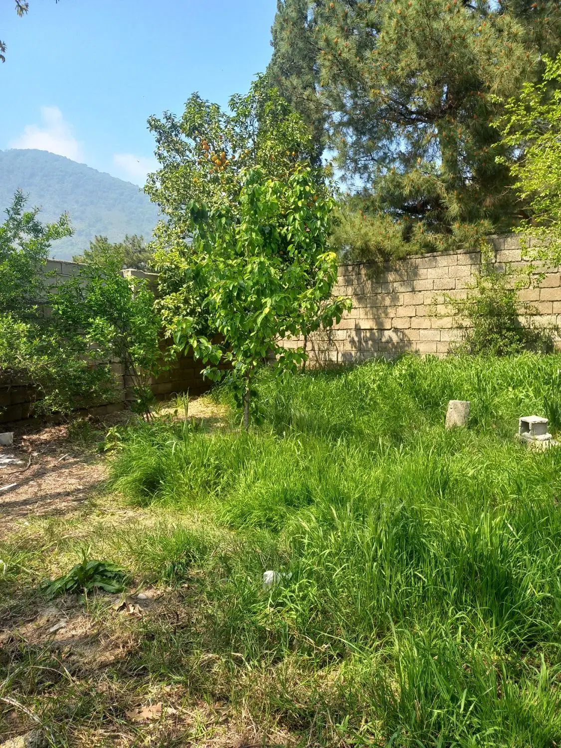 ۲۸۸متر زمین باشرایط عالی