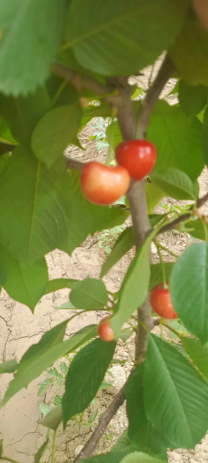 باغ ۲۴۰۰ متری چهارخروار قابل معاوضه