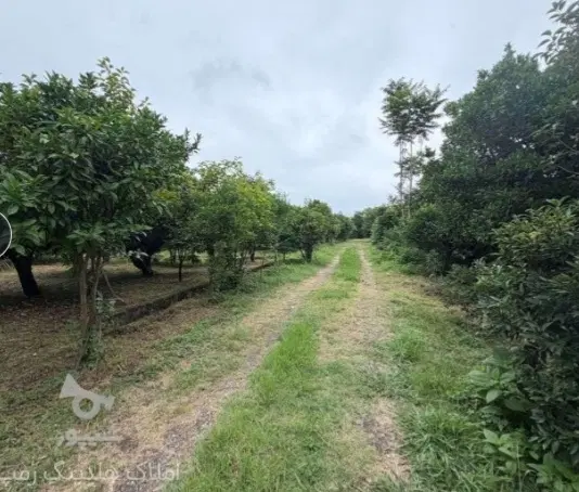 زمین شمال تنکابن روستای ده بالا