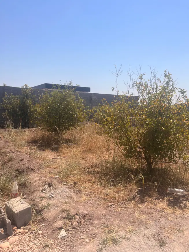 باغچه برقدار مسیر اصلی شوش