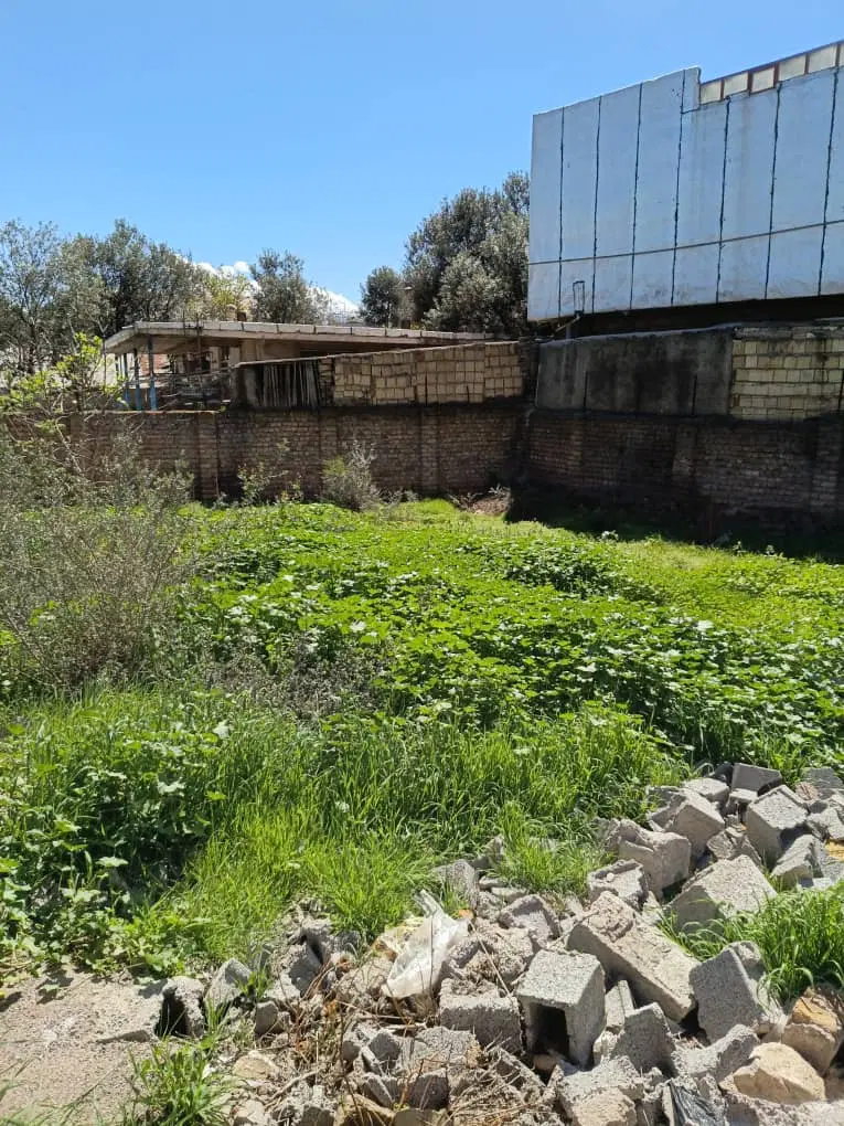 زمین سند دار تک‌ برگ