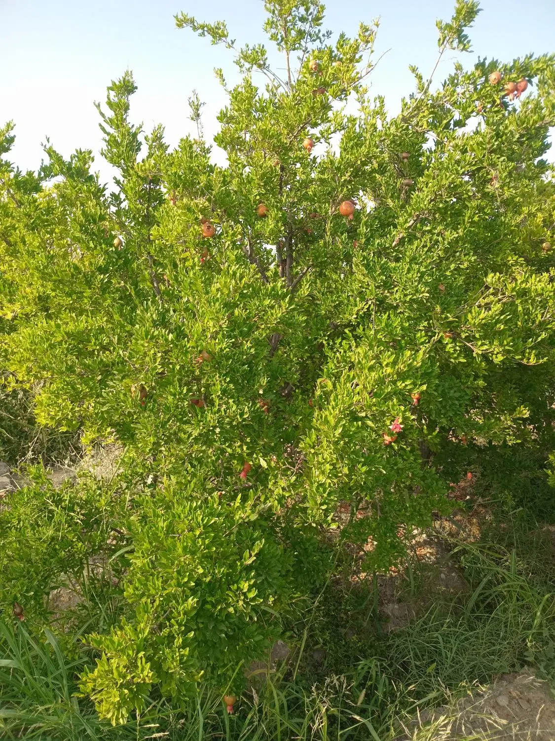 فروش ۱۸۰۰ متر باغ ساوه اول جاده سد