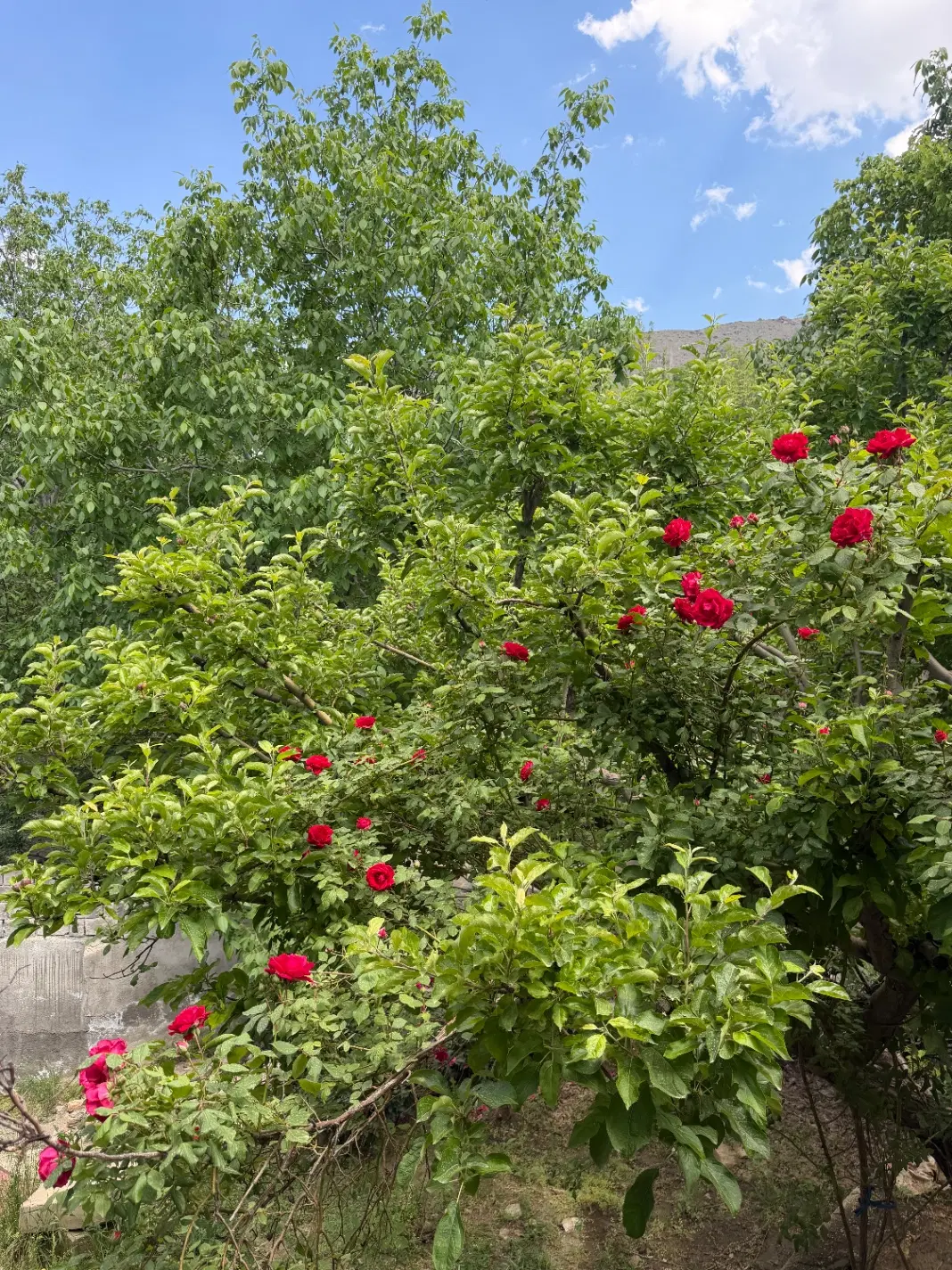 باغ گنجنامه