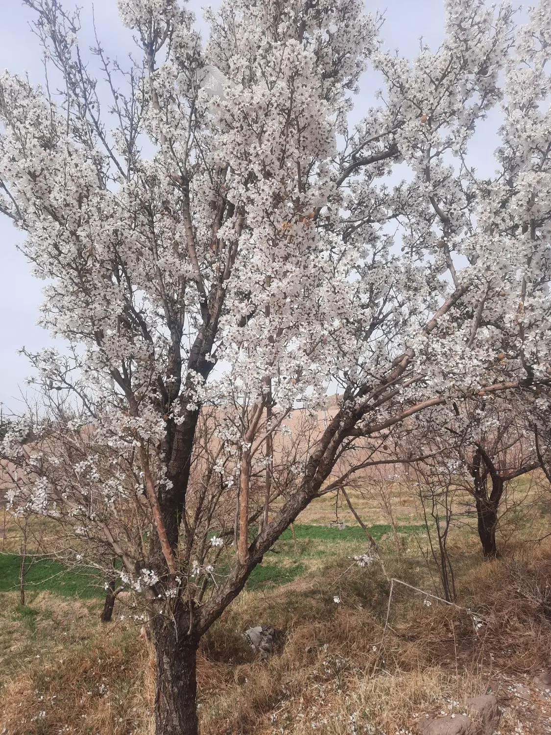 باغ راین
