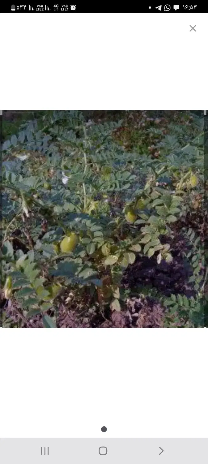 دسکنه