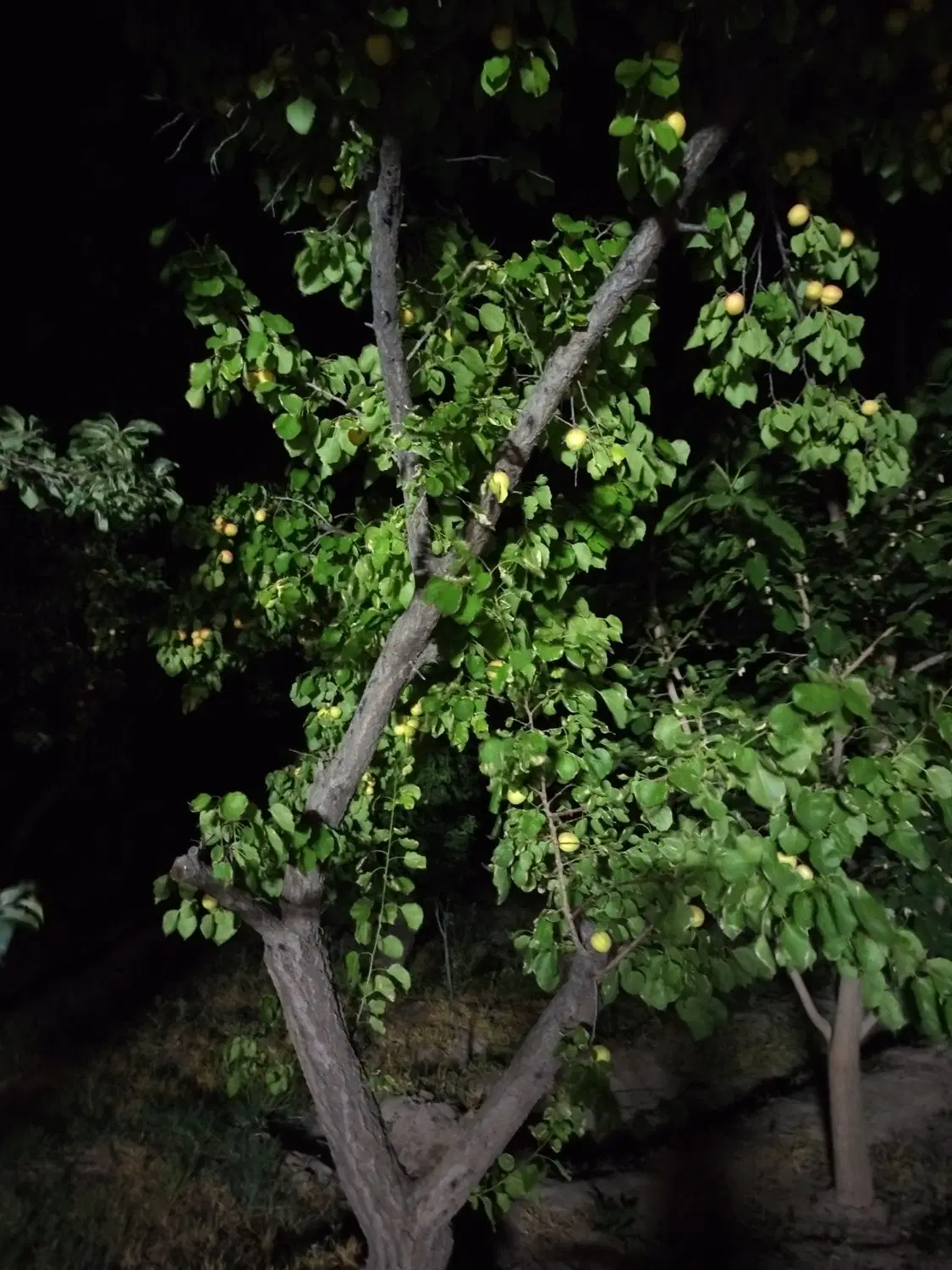 باغی درساربانقلی شبستر