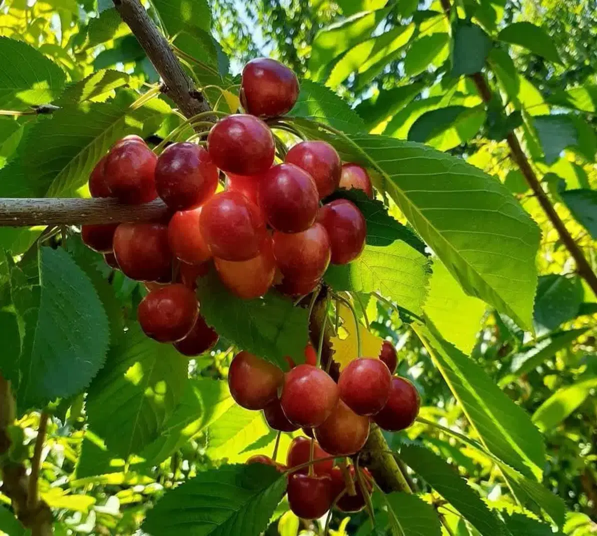 فروش باغچه ویلایی در شهریار چهار دیوار