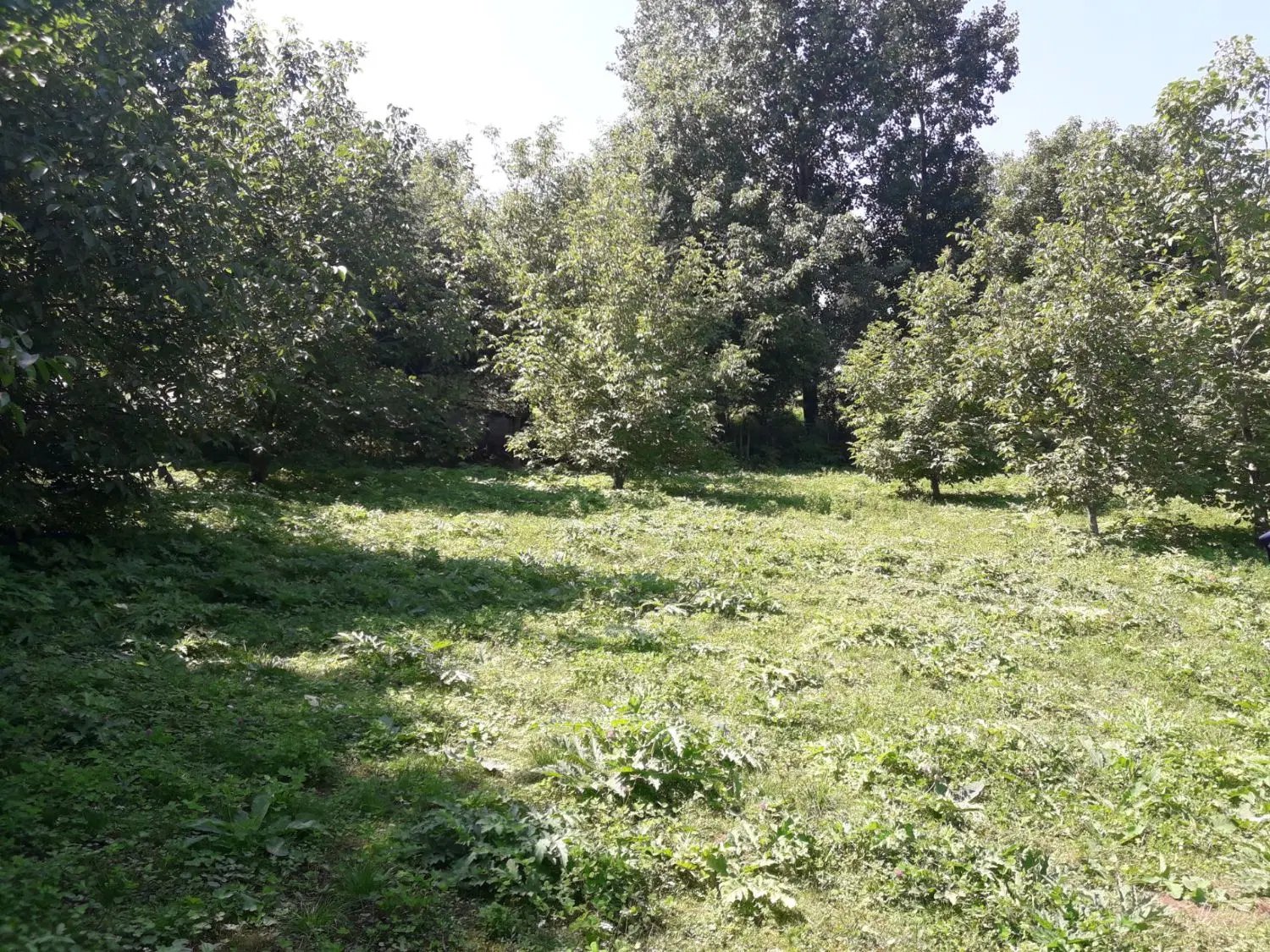 زمین سند تک برگی مسکونی ییلاقی