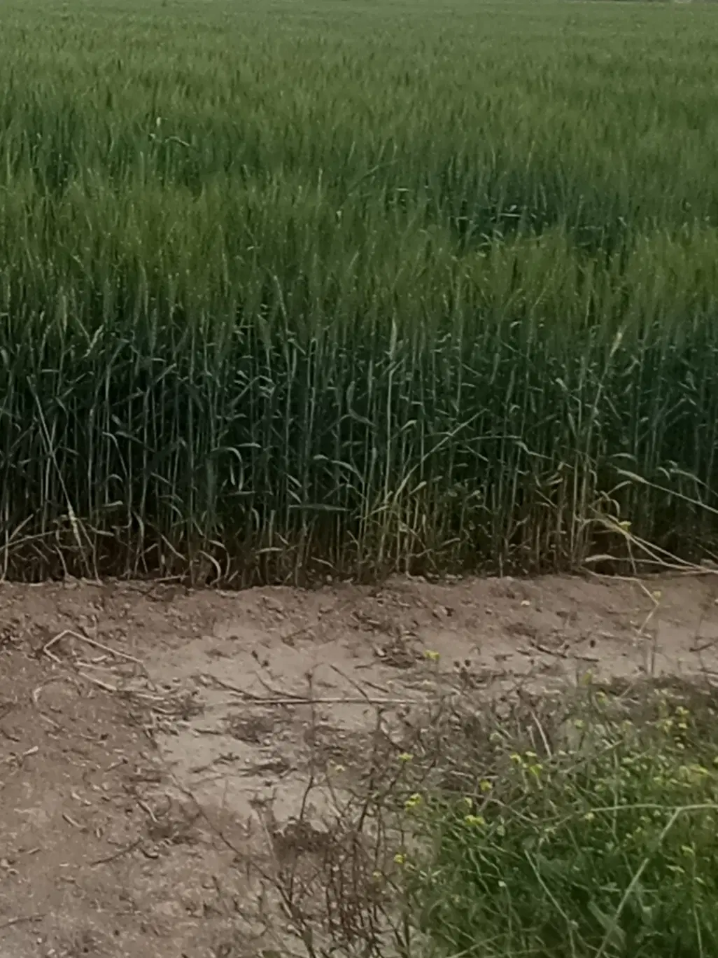 اجاره زمین کشاورزی درR1