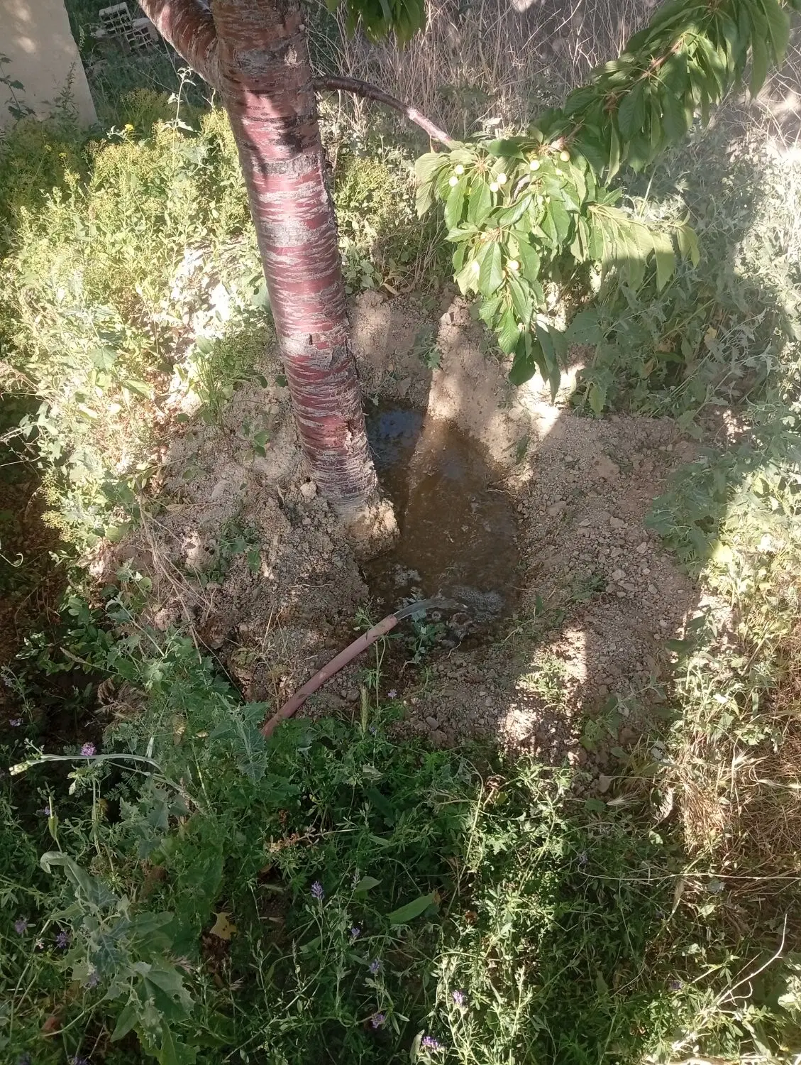 زمین مناسب باغ