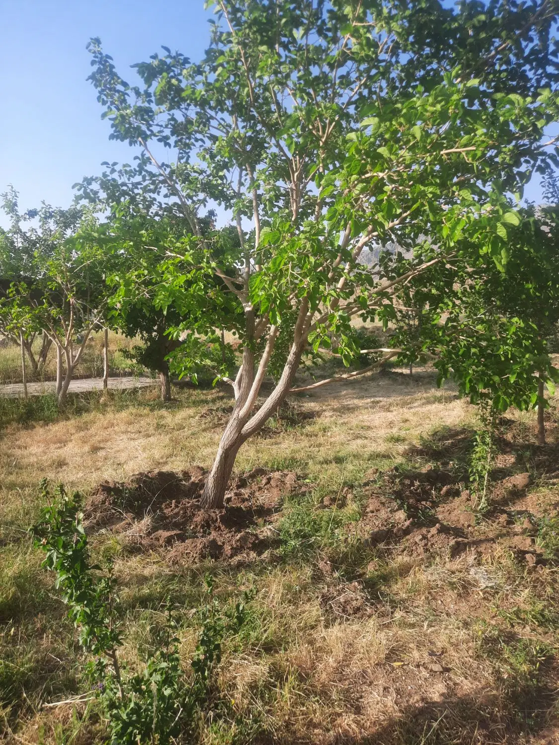 باغ و درخت