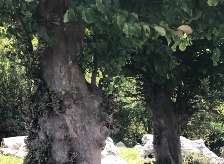 باغ چهار دیواری ۵۰۰ متری