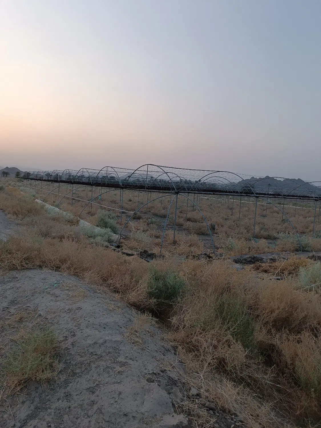فروش گلخانه طرح جیرفتی