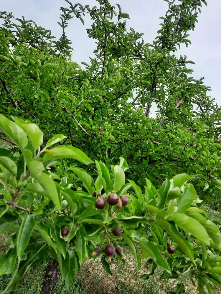 جذب سرمایه گذار برای راه اندازی کافه رستوران
