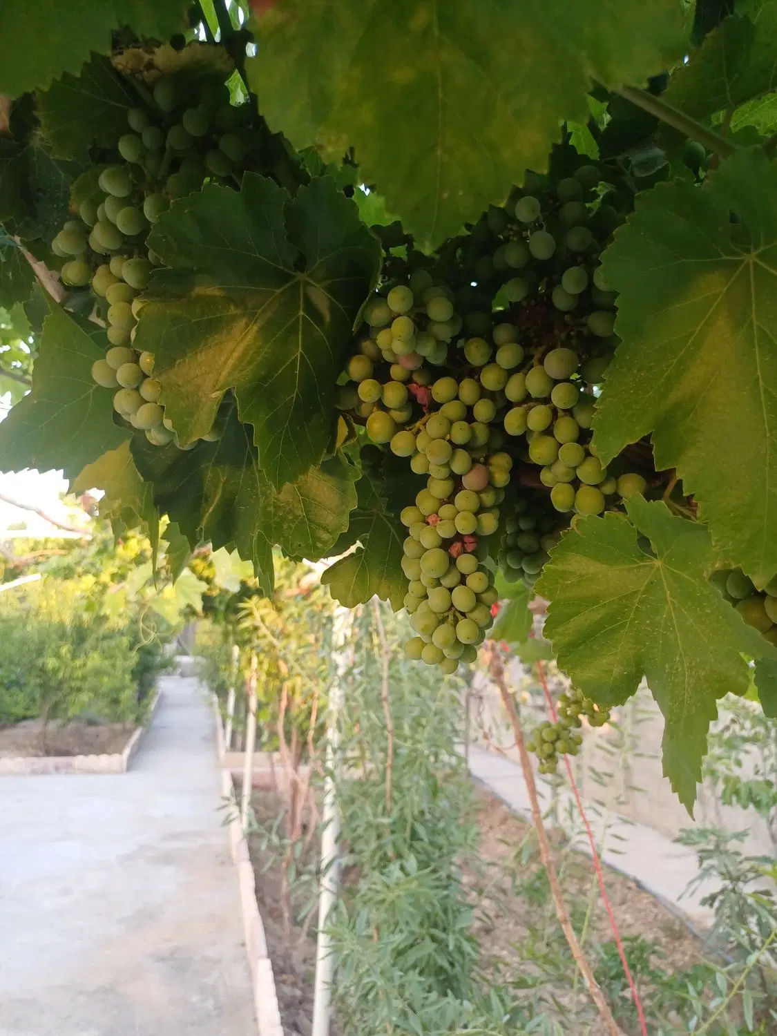فروش باغچه