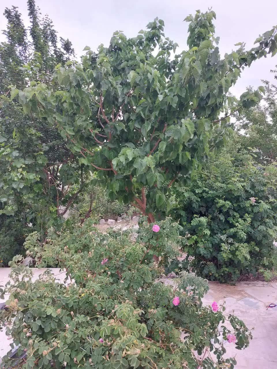 اجاره