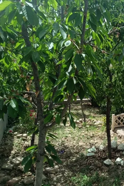 باغ سرسبز و زیبا نزدیکترین لوکیشن به کرج