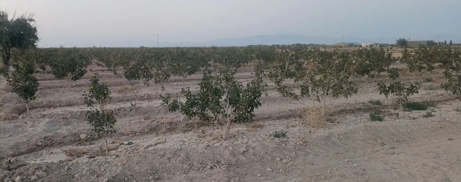فروش باغ پسته