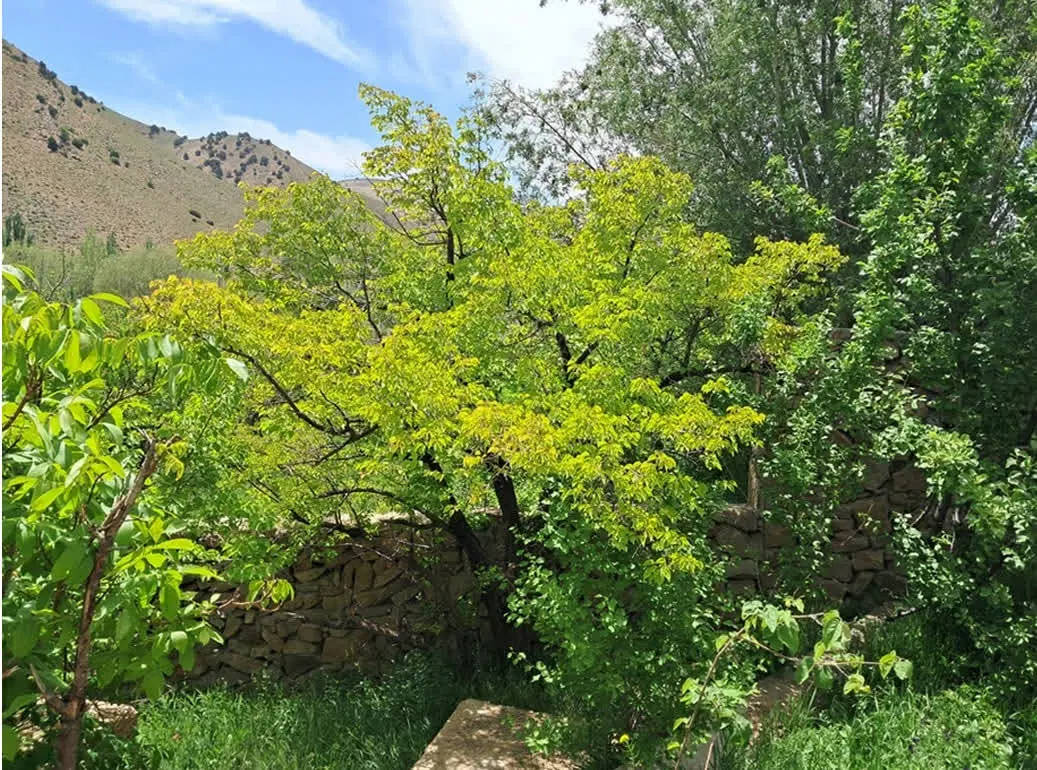 آگهی مزایده ملک مرغوب در  روستای سرآور  شهمیرزاد